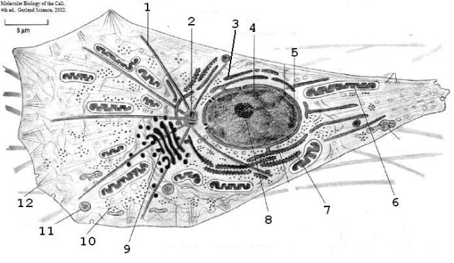 cellule.JPG