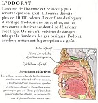 at02odorat.JPG