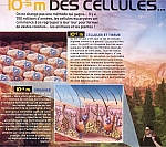 L10m54celltiss.JPG
